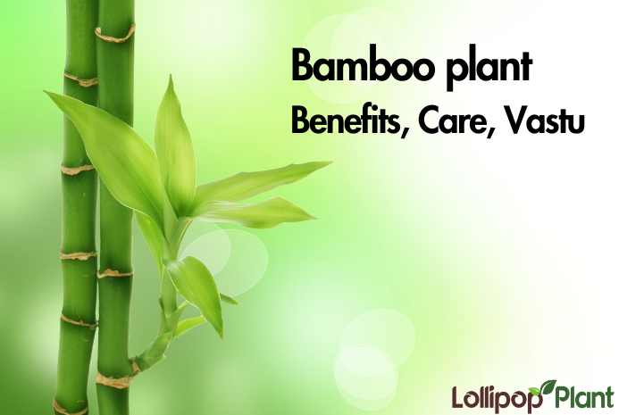 Bamboo plant – Benefits, Care, Vastu (All Info about Bamboo tree)