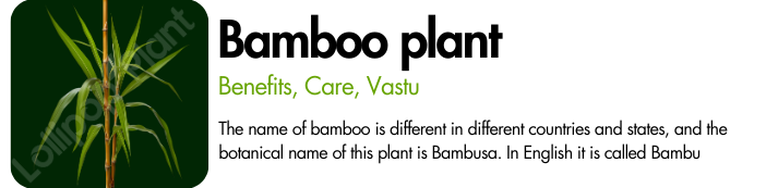 Bamboo plant – Benefits, Care, Vastu (All Info about Bamboo tree)