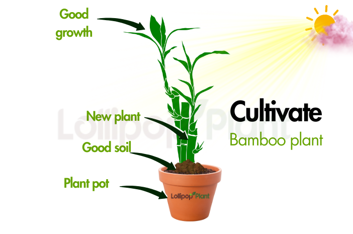 Bamboo plant – Benefits, Care, Vastu (All Info about Bamboo tree)