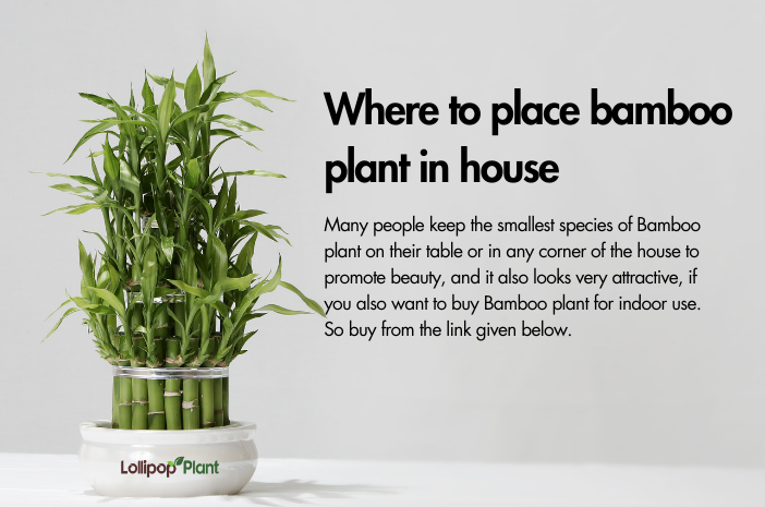 Bamboo plant – Benefits, Care, Vastu (All Info about Bamboo tree)