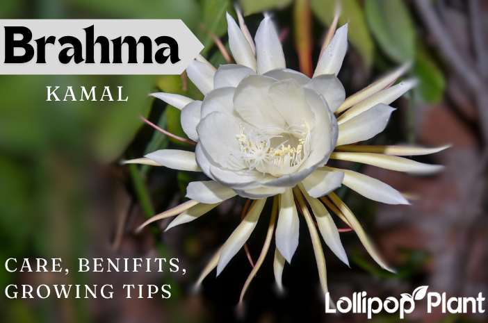 Brahma kamal plant, Sacred Saussurea