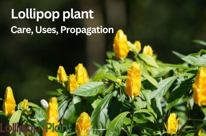 Lollipop plant – Care, Uses, Propagation