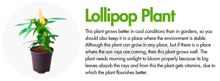 Lollipop plant – Care, Uses, Propagation