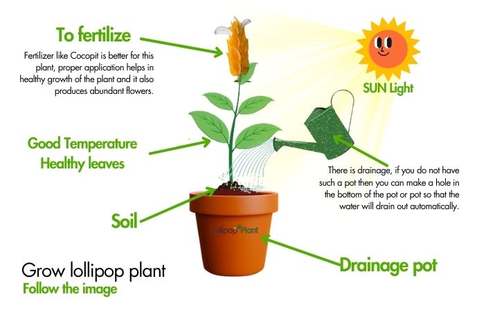 Lollipop plant – Care, Uses, Propagation