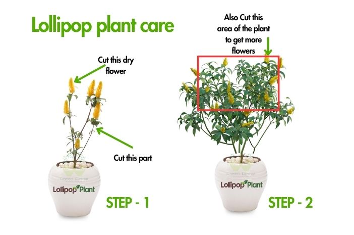 Lollipop plant – Care, Uses, Propagation