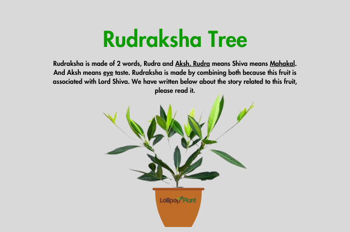 Rudraksha tree: Best growing tips, Benefits, story