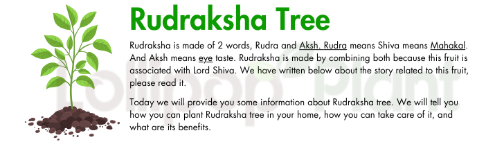 Rudraksha tree: Best growing tips, Benefits, story