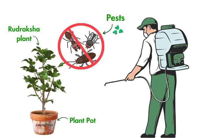 Rudraksha tree: Best growing tips, Benefits, story