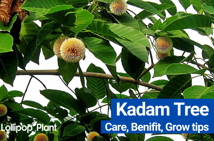 You will learn how you can plant Kadam Tree in your house or your garden, How to care for it