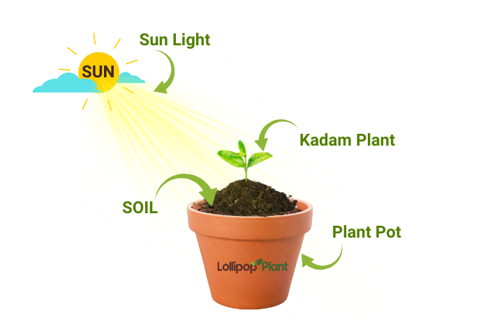 You will learn how you can plant Kadam Tree in your house or your garden, How to care for it