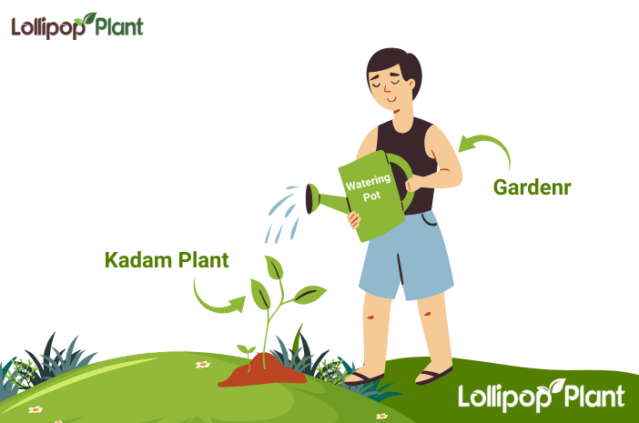 You will learn how you can plant Kadam Tree in your house or your garden, How to care for it