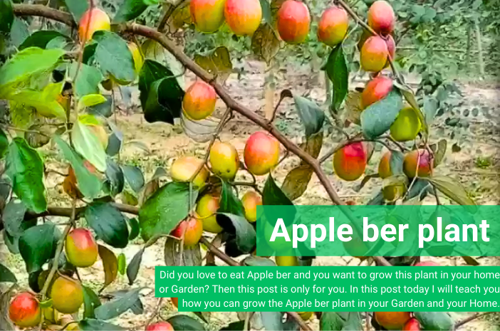 Apple ber plant