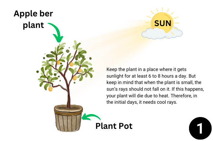 Apple ber plant