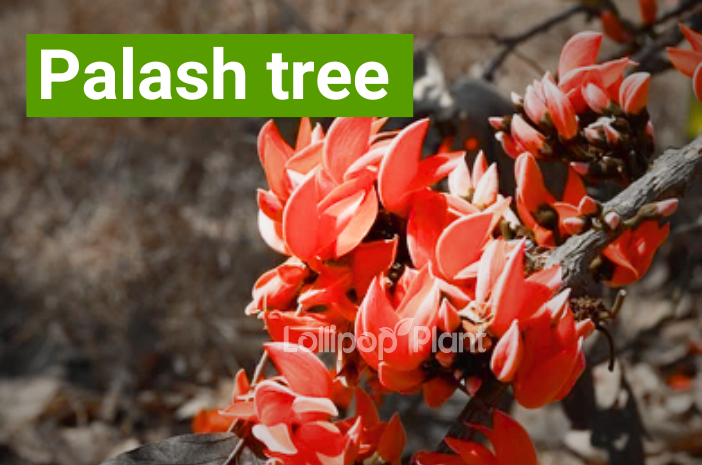 Palash tree