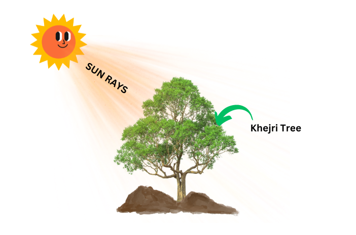 Khejri tree