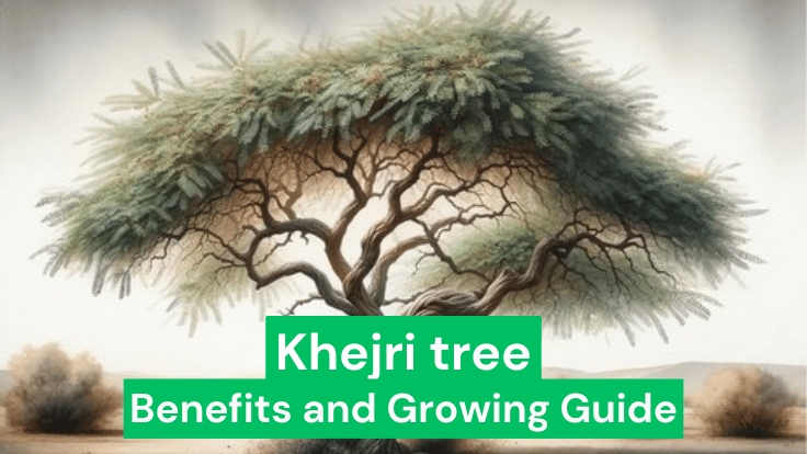 Khejri tree